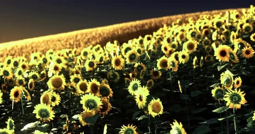 Vibrant Field of Sunflowers Under a Golden Sunset Glow
