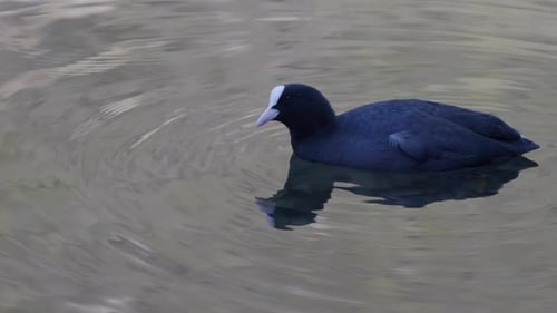 Common Coot