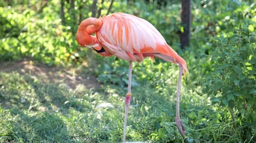 Los flamencos se paran sobre la pata y rascan las plumas con el pico