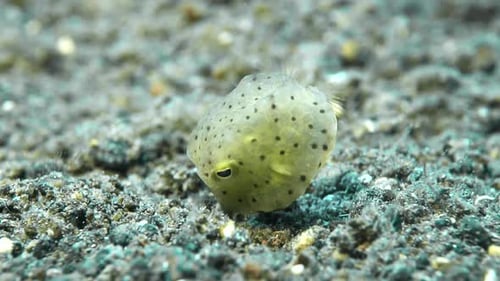 Cute baby boxfish nibbling sandy underwater bottom