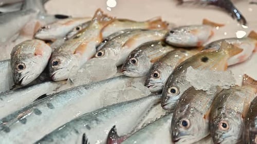 Frische Meeresfrüchte werden auf einem Fischmarkt zum Verkauf angeboten