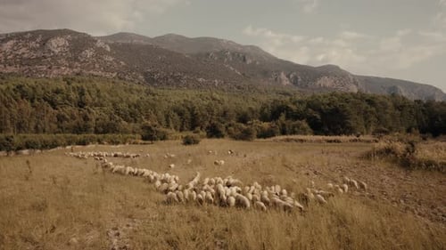 Flock of Sheep Grazing in a Rural Field