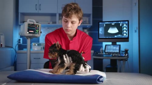 Médico de animais jovens machos medindo a temperatura de Yorkie de raça pura