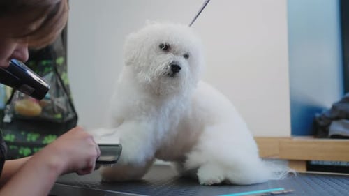 Hair Care for Dogs in Grooming Center Professional Groomer is Combing and Drying Curly Hair After