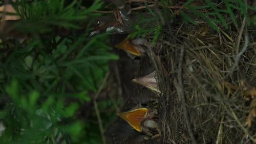 Bird nest with new born young Common Blackbird birds chicks open the mouth