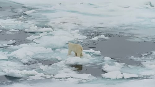 Solitary Polar Bear Navigating Fractured Sea Ice Floes Across a Frigid Seascape Stepping Between