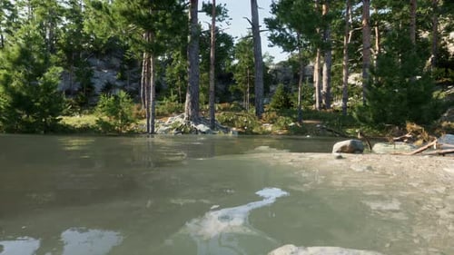 Blue Water in a Forest Lake with Pine Trees