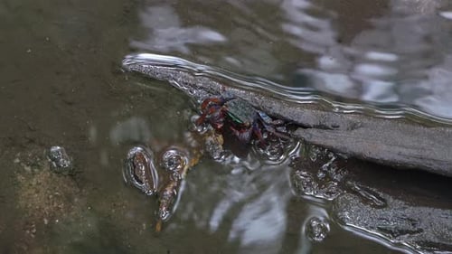 Face banded crab foraging on the fallen rotten leaf on a mangrove wetland environment, close up shot