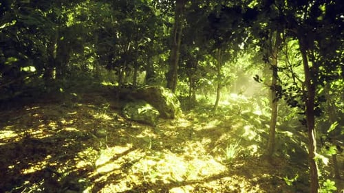 Sunny Leaf Shade Warm Mossy Terrain Along Tranquil Path for Relaxation