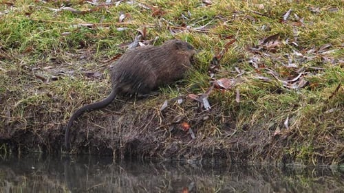 Bisamratte sammelt Gras im Maul und springt ins Wasser