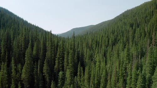 Aerial footage rising over a vast evergreen forest in Colorado