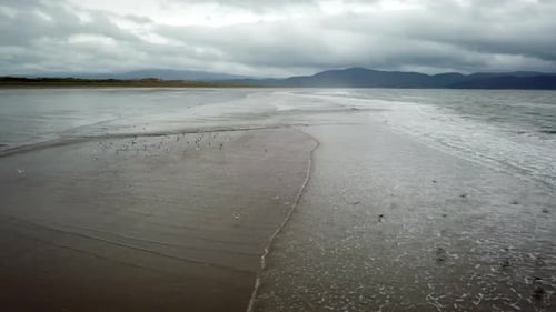 Group of birds skim the waves crashing onto an Irish sandy beach