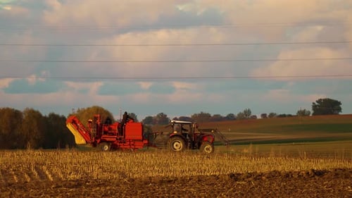Harvesting Sugar Beets at Farm with Powerful Tractor in Field