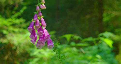 Forest Flower Closeup