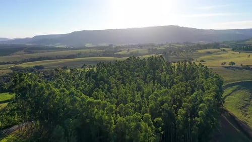 Aerial View of Green Landscape and Forest