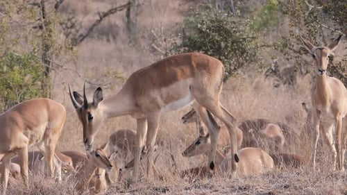Herd of Impala Grazing in Natural Habitat