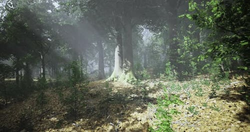 Morning Sunlight Streams Through Dense Trees in a Peaceful Forest