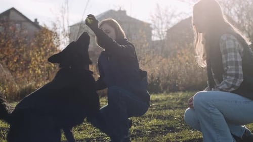 Canine expert showcases training techniques with German shepherd in a sunny field