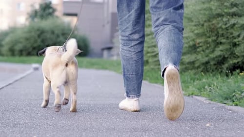 Back View of Funny Walk Pug Puppy Walking with Owner Cute Pug Dog Runs Along the Road at Summer in