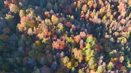View From Above of Colorful Woods with Yellow and Orange Canopies in Autumn Forest on Sunny Day