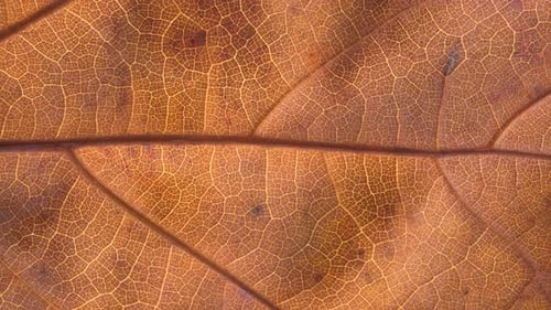 Macro Texture Autumn Brown Leaf Background