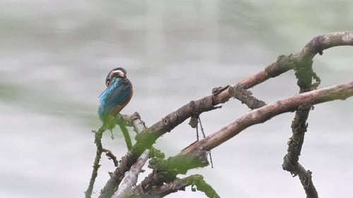 Vibrant Kingfisher Perched on Branch Overlooking Water