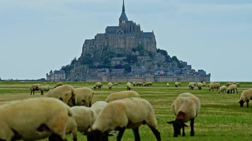 Sheep Grazing in Green Meadows and Eating Fresh Grass Mont Saint Michel France