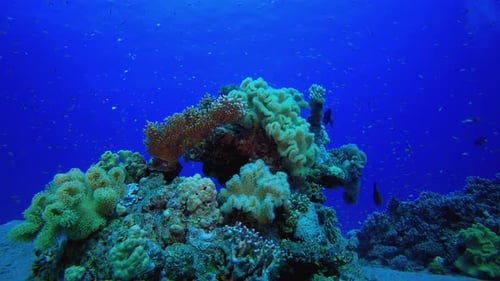 Colourful Fishes And Soft Coral