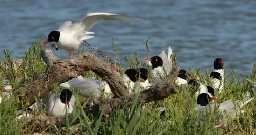 Un troupeau de goélands méditerranéens (Ichthyaetus melanocephalus), pendant la période d'incubation des œufs, Camargue