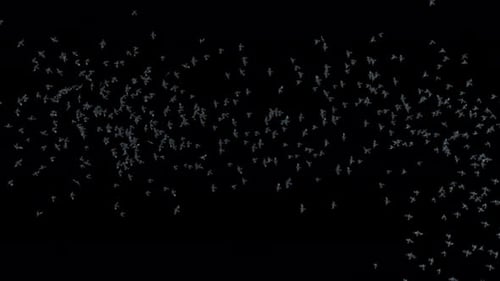 14 Crow Bird Bat Flying 4K