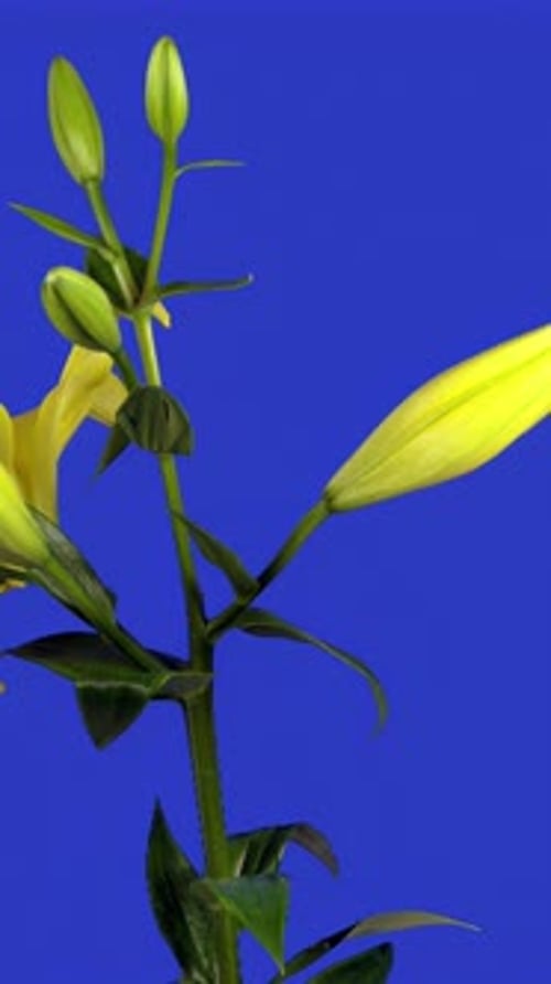 Yellow Lily Blooming Time Lapse on Blue Background