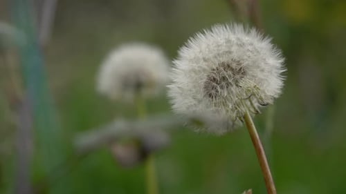 Die
Makro-Nahaufnahme zeigt die weiße Löwenzahn-Wunschpflanze. Details von empfindlichen Samen und Stängeln sichtbar.
