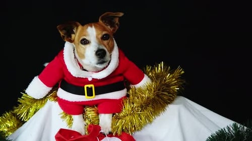 dogs dressed in christmas costumes Large Dog Christmas Costume, Xmas Santa Red Hooded Cape for Cats and Dogs, Winter Dog Coat Pet Clothes Custom Size, Christmas Gift for Pets