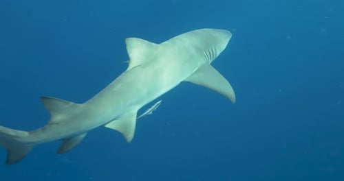 Close-up of a lone shark gliding through open ocean waters, highlighting its smooth movement and str
