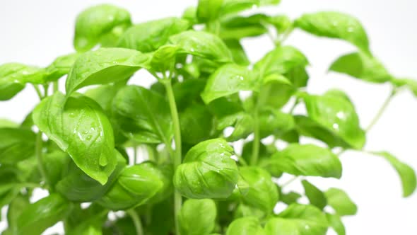 Fresh basil leaves rotate on white background., Food Stock Footage ft ...