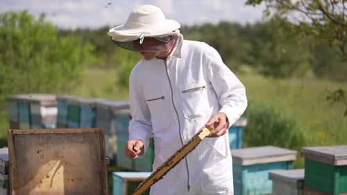 Beekeeper Inspecting Honeycomb in Rural Meadow