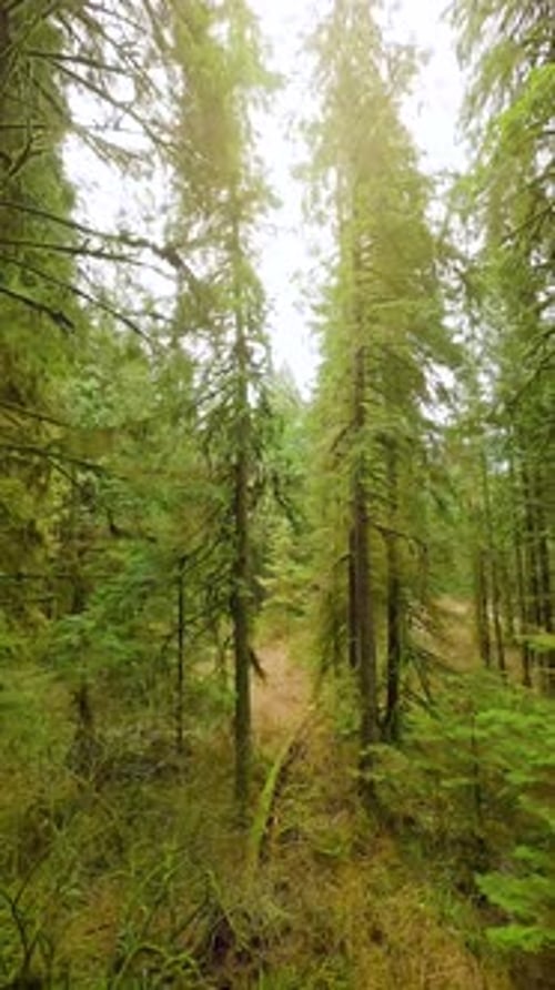 Smooth Flight Between the Trees Close to Branches in a Fabulous Spring Forest