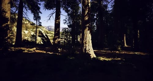 La lumière du soleil filtre à travers les arbres imposants dans un paysage forestier serein