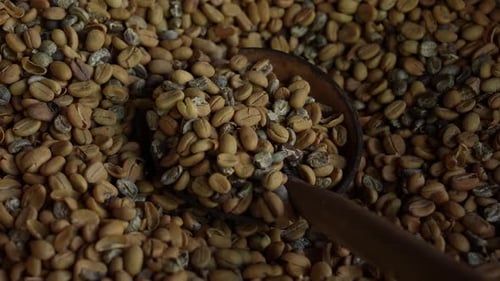 Raw Coffee Beans