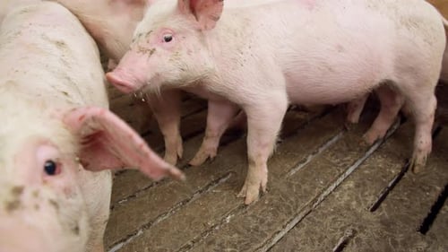 pigs on livestock farm, pigs farm, livestock farm. Modern Agricultural Pigs Farm