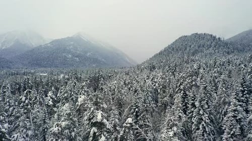 Wunderschöner Schneeszenenwald im Winter. Überfliegen von schneebedeckten Pinien.