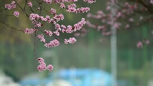 Beautiful blooming cherry tree background in spring.