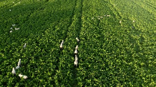 Drone footage of sheep walking, running through green field on farmland in rural countryside