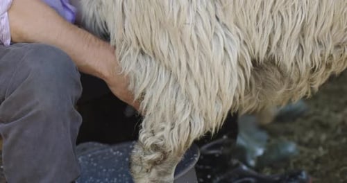 Traditional Sheep Milking at a Rural Farm A Closeup View of a Farmer's Hands Milking a Sheep for