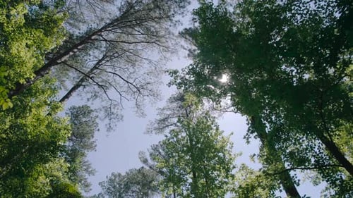 Vue à angle réduit d'une forêt verdoyante avec la lumière du soleil traversant la canopée des feuilles