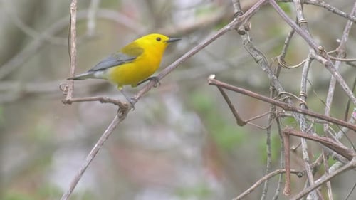 Prothonotary warbler on tree