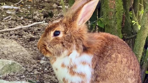 European rabbit Oryctolagus cuniculus showing rapid breathing in alert state outdoor close up