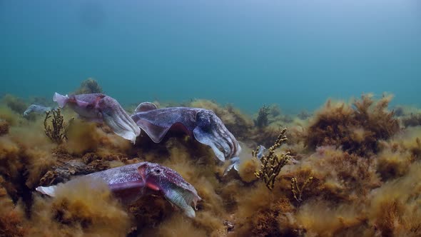 Giant Australian Cuttlefish Sepia apama Migration Whyalla South ...