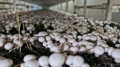 Landwirtschaftliche Produktion