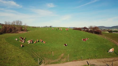 Dairy cows grazing in pasture. Dairy farm. Cattle pasturing on green hill